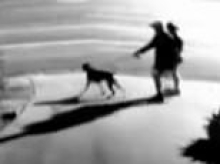Horror as a couple are savagely attacked by an aggressive mastiff while walking their dog on the Gold Coast