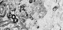 Mexiko: Archäologen entdecken unberührte Maya-Stadt auf Yucatán