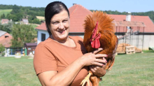 VIDEO Đuro je najljepši kokot u Hrvatskoj! 'Žiri je očaralo perje, a on je  i kralj našeg dvorišta...'