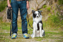 Auch für Papagei und Co.: Ab sofort sind verpflichtende Kurse für Hundehalter vorgeschrieben