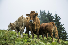 Bauern müssen Tausende Liter Wasser auf die Alm bringen, damit Kühe nicht verdursten
