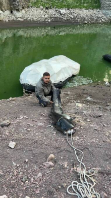 GOROSTAS IZVUČEN IZ UVAČKOG JEZERA! Otac i sin sat vremena vodili borbu sa zveri: 