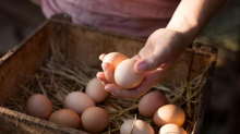 Carni avicole e uova, consumi in crescita nel segno di tracciabilità e sostenibilità
