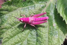 Seltenes Tier: Pinke Heuschrecke in Kärnten aufgetaucht