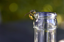 Allergiker, aufgepasst : So wird der heurige Wespen-Sommer 
