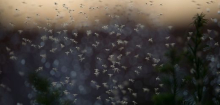 Sommertage mit Regen bieten optimale Bedingungen für Mücken