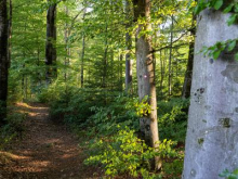 Lahka in senčna pot za vroče poletne dni do doma na Šmohorju