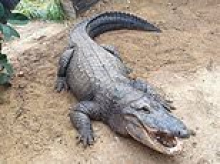 Investigation is launched into carers who 'bundled suspect into car and tried to drive away' from zoo after boy, three, was thrown into crocodile pit