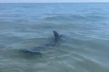 Post aus Grado: Ein Delfin am Hauptstrand und die invasive Blaukrabbe