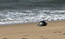 Australci pronašli neobične metalne kugle na plaži, svemirska agencija objasnila o čemu se radi