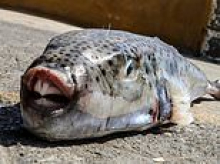 Toxic pufferfish with vicious bite and lethal flesh invade Mediterranean tourist hotspots as Greece scrambles to install sea barriers