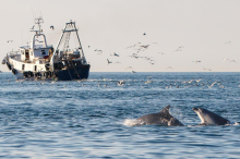 Delfinen geht durch Schleppnetzfischerei in der Adria die Nahrung aus