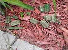 Minnesota AG names and shames couple who he says have lined their garden with RAT POISON to stop dogs urinating there