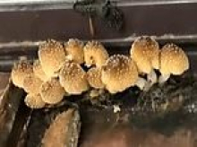 Elderly homeowner is locked in infuriating two-year battle with building's strata manager to fix her leaky apartment so waterlogged mushrooms have grown from the walls
