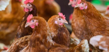EU-Kommission stellt strengere Tierschutzregeln in Aussicht