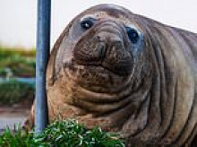 How Australia's world-famous one-tonne 'Neil the Seal' could be put to death because gawping selfie-seekers refuse to leave the viral sensation alone: 'Are you serious?'