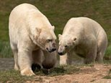 Bear hugs aplenty as brothers are united for the first time!