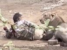Man is attacked and pinned down by a lioness for 30 minutes... but survives after STROKING it to calm it down