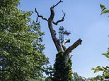 Wimbledon queue grinds to a halt after family of sleeping BATS were found nesting in dead tree outside All England Club