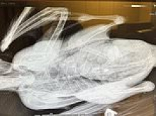 Ritzy lakeside enclave distraught after beloved goose called Princess Collette is shot dead
