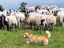 Meet Daphne! At 25cm tall, she's Britain's most unlikely sheepdog
