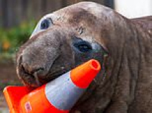 Neil the Seal makes his exit: Wildlife officials confirm the viral sensation has returned to the sea after causing havoc in Aussie coastal town