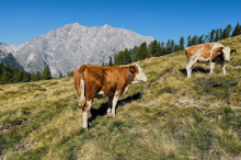 ViehFinder: Mit Sensorik und Satellit gegen die Sorgen auf der Alm