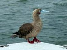 Extremely rare bird with a delightfully quirky name is spotted in popular bay... THOUSANDS of miles away from its usual habitat