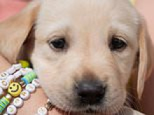 Taylor made! Adorable guide dogs named after newly married Swift graduate from training