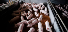 Schweinehaltung: Warum Ferkelzüchter trotz hoher Fleischpreise kaum verdienen