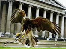 Hawks to be deployed to tackle pigeons at new £500million London shopping centre