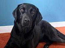 Rescued from the top of Ben Nevis - the dog stoned on cannabis (well it is Britain's 'highest' peak)