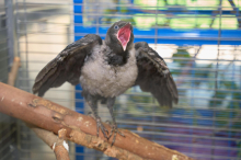 Nur Notversorgung: Größtes Kärntner Tierheim verhängt Aufnahmestopp