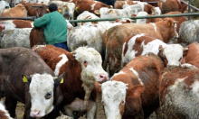 Ministarstvo poručilo veterinarima: Nema osnove za poništenje natječaja