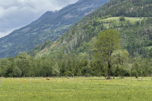 Nach tödlicher Kuhattacke in Osttirol sucht Gemeinde nach einer Lösung