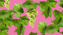 Grüner Veltliner: Geht uns der gute Wein aus?