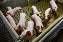 Starker Preisverfall: „Dramatische Lage“: Österreichs Schweinebauern schlagen Alarm