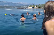 Sensation: Delfin spielt in Kroatien mit Badegästen Wasserball