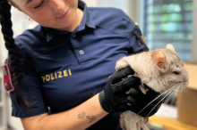 Die Kärntner Polizei musste ein Chinchilla 