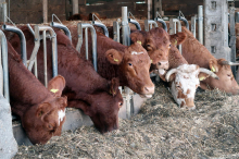 eŽivinoreja: Rejcem in veterinarjem odslej vsi podatki o živalih na voljo v povezani digitalni bazi