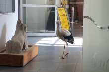 Jungstorch wurde im Gemeindeamt Leutschach vorstellig