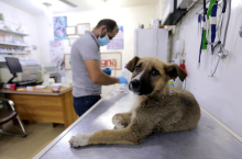 Ministrstvo ukinilo obveznost zasebnikov glede zagotavljanja dežurne veterinarske službe