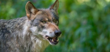 Wolfsangriff in Italien: »Die Mutter und das Kind haben alles durchs Fenster beobachtet«