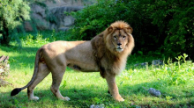 FOTO Novi kraljevski par stigao u ZOO Zagreb: Lavica Tayri i lav Uganda vratili riku u Maksimir