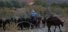 Waldbrände in Spanien: Was Ziegen und der Frühjahrsregen damit zu tun haben