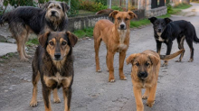 Pet pasa izgrizlo 63-godišnjaka. Gazdarica dobila kaznu