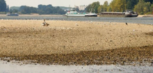 Rhein: Niedriger Pegel lässt Frachtkosten steigen