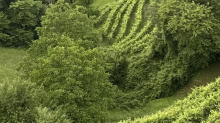 Dirupo, il Valdobbiadene da viticoltura eroica