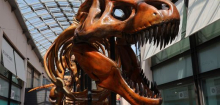 Dinosaurier verendeten wohl unter einer globalen Feinstaubglocke - Hitze nach Asteroideneinschlag