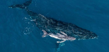 Australien: Buckelwal-Geburt erstmals von Drohne gefilmt